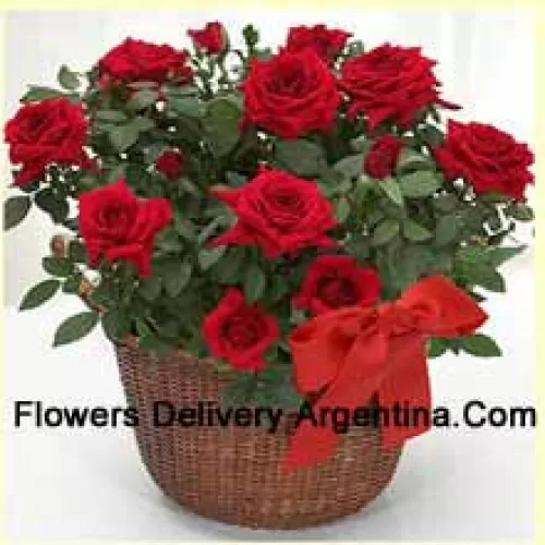 A Beautiful Arrangement Of 19 Red Roses With Seasonal Fillers
